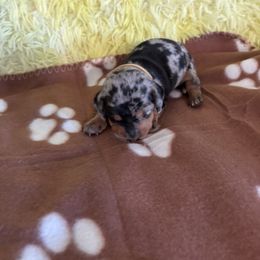 Dachshund Puppies from TLC Dachshund