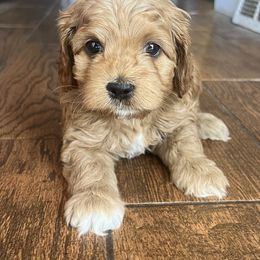 Green - Red male Cockapoo puppy in Colorado from Garrett Doodles