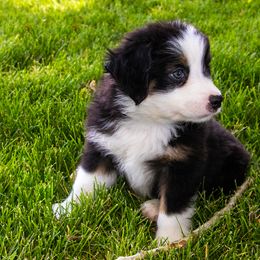 Miniature American Shepherd and Miniature Australian Shepherd Puppies from Bellewynd Acres