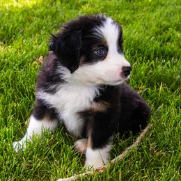 Miniature American Shepherd and Miniature Australian Shepherd Puppies from Bellewynd Acres
