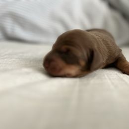 Boy 3 - Chocolate and tan male Dachshund puppy in Baldwin Park, California from 626 Dachshund