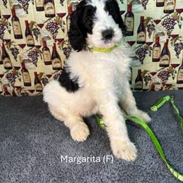 Margarita - Parti female Goldendoodle puppy in Water Valley, Mississippi from Olympian Doodles