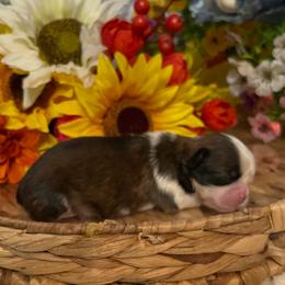 Neko - Black gold and white male Shih Tzu puppy in Elgin, South Carolina from Silver Bells Paw Prints