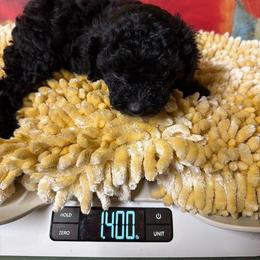 Caleb - Black male Poodle puppy in Lawrenceburg, Tennessee from LUV Poodles and Maltipoos