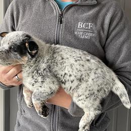Jessi - Male 1 - Blue male Australian Cattle Dog puppy in Jefferson, South Carolina from Blue Creek Farms