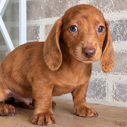 BOY 1 DAPPLE CKC - Dapple male Dachshund puppy in Nacogdoches, Texas from S7 Dachsunds