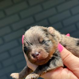 Gravy - Blue merle male Pomeranian puppy in Newark, Ohio from Keeperofstars Pomeranians