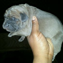 Cane Corso Puppies from Forza Cane Corso