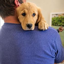 Mr. Brown - Golden male Golden Retriever puppy in Florence, Arizona from Top Gun Golden Retrievers