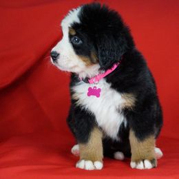 Bernese Mountain Dog Puppies from Lonesome Pine Farm
