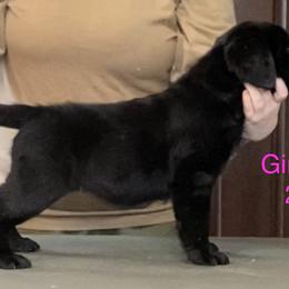 Labrador Retriever Puppies from R Little Retrievers