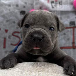 Donner - Gray male Cane Corso puppy in Utah from 3Lake Kennelz