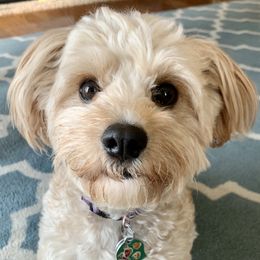 Ginger - Cavapoo