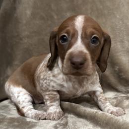 Patsy - Piebald female Dachshund puppy in Greenback, Tennessee from Low Rider Litters