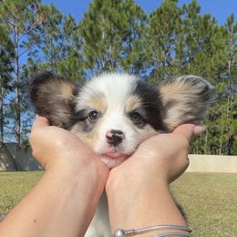 Augustus - Blue merle and white male American Corgi puppy in Florida from Sunrise Corgis