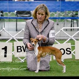 Dreamer - Italian Greyhound