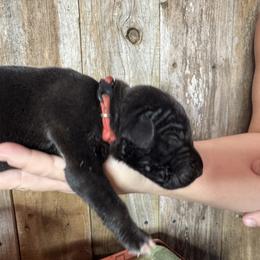 Red Collar Male - Black and white male Great Dane puppy in Wimberley, Texas from Heart of Texas Great Danes