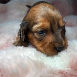 Delta - Red female Dachshund puppy in Littlestown, Pennsylvania from Little Kisses Doxies