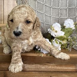 Peanut - Caramel ice male Labradoodle puppy in English, Indiana from Doodle Darlings