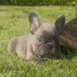 Boy 1 - Blue male French Bulldog puppy in Pennsylvania from R & C French Bulldogs