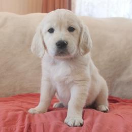 Orange Collar - Light golden male Golden Retriever puppy in Roseburg, Oregon from Unbound Goldens