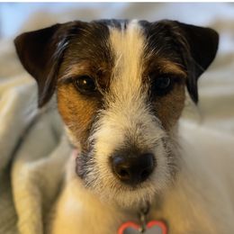 Captain - Jack Russell Terrier