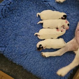 Boy 2 - Tri-color Jack Russell Terrier puppy in Silver Spring, Maryland from Shepherd Park Kennels