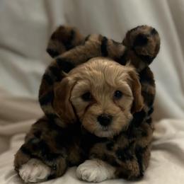 Green girl, Kiwi - female Havanese puppy in Arlington, Washington from Havanese With Love Breeding Co.