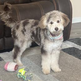 Honey - Goldendoodle