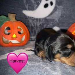 Harvest Ember - Black and tan female Dachshund puppy in Cadillac, Michigan from Winzig Ranch