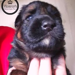 Boy 1 - male German Shepherd puppy in Roslyn, South Dakota from Viceroy's Kennel LLC
