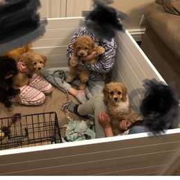 Cockapoo Puppies from Puppy Love