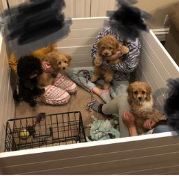 Cockapoo Puppies from Puppy Love