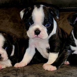Boston Terrier Puppies from Joey Muller