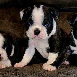 Boston Terrier Puppies from Joey Muller