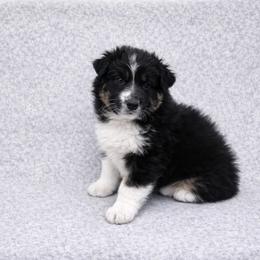 Atlas - Black tri-color male Australian Shepherd puppy in Utah from Corbridge Aussies