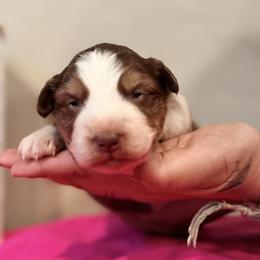 Kyndell - Red tri female Miniature Australian Shepherd puppy in North Lakeport, California from Wild Rose Ranch