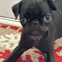 Jullia - Black female Pug puppy in Indian Trail, North Carolina from Love Pugs