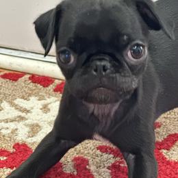 Jullia - Black female Pug puppy in Indian Trail, North Carolina from Love Pugs