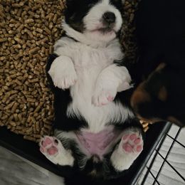 Aussiedoodle Puppies from Parrish Precious Ones