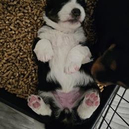 Aussiedoodle Puppies from Parrish Precious Ones