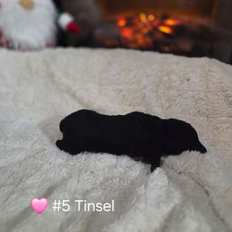 Tinsel - Black female Poodle puppy in Osage Beach, Missouri from Pups Are Us