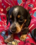 Dachshund Puppies from TGIF Doxies