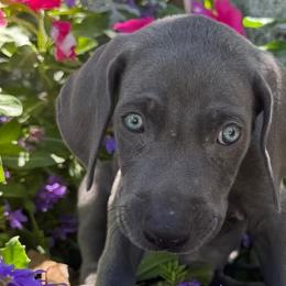 Weimaraners from Weim Squadron