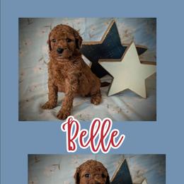 Belle - Red  female Goldendoodle puppy in Coarsegold, California from Hobbit Hollow Acres
