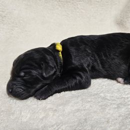 BOOMER - Black male Double Doodle puppy in Jeddo, Michigan from Bert's Doodles