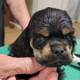 Little man - Black and tan male Cocker Spaniel puppy in Hernando, Florida from Blackwater Kennel