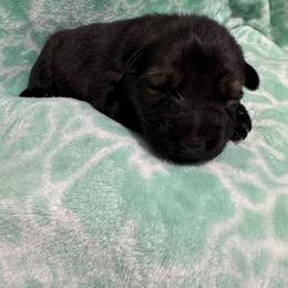 Snickers - Sable female German Shepherd puppy in Salem, Virginia from Vom Kylohaus German Shepherds
