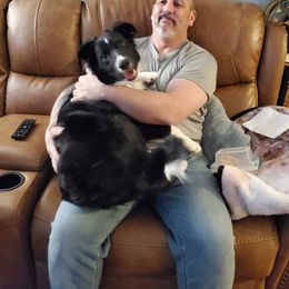 Border Collie All Grown Up from Hatfield Border Collies