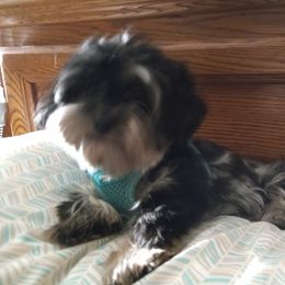 Ebby - Yorkshire Terrier